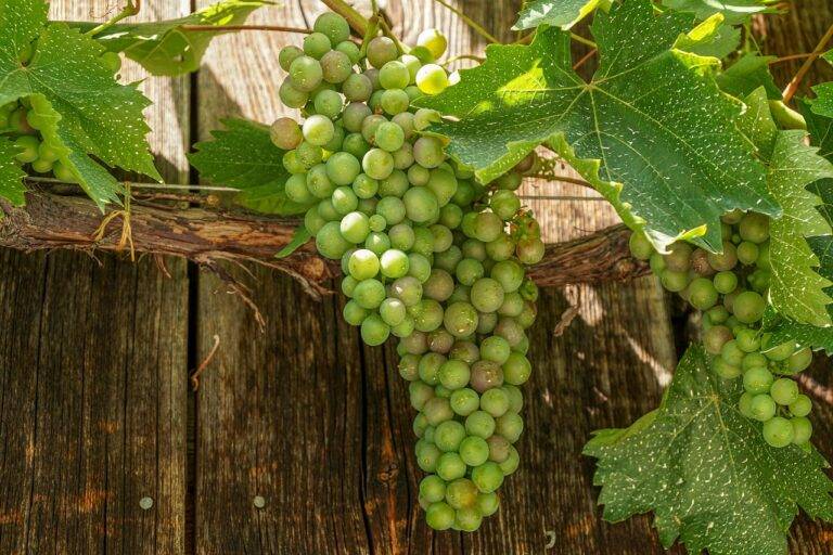 The Future of Food Printing Technology